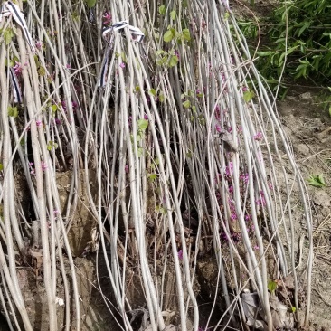 丛生紫荆基地，丛生紫荆直销，高度2米6分支紫荆直销