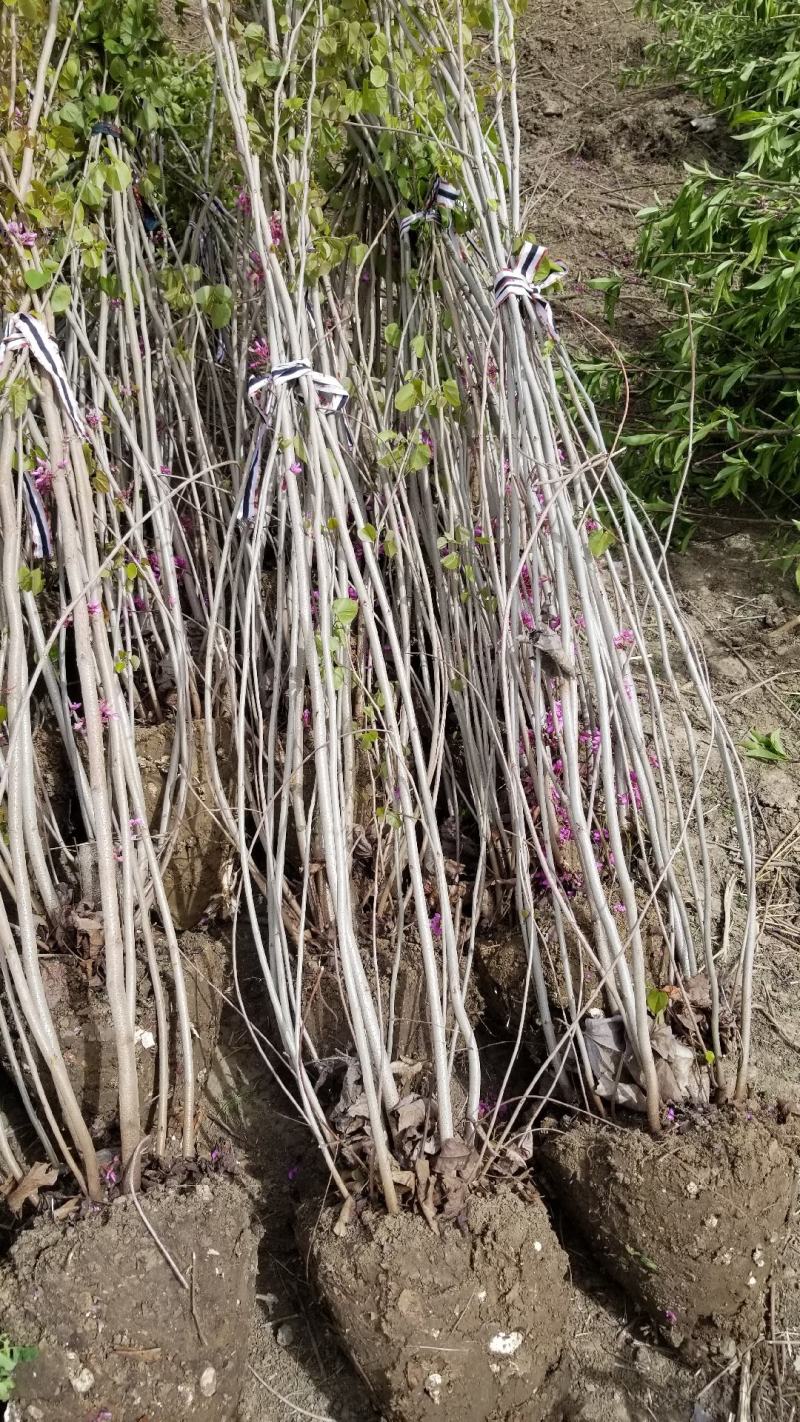 丛生紫荆基地，丛生紫荆直销，高度2米6分支紫荆直销