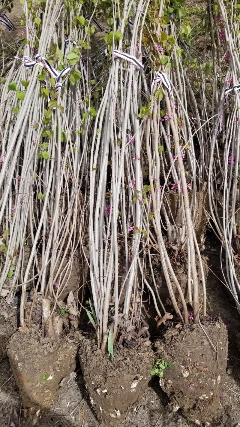 丛生紫荆基地，丛生紫荆直销，高度2米6分支紫荆直销
