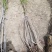 丛生紫荆基地，丛生紫荆直销，高度2米6分支紫荆直销