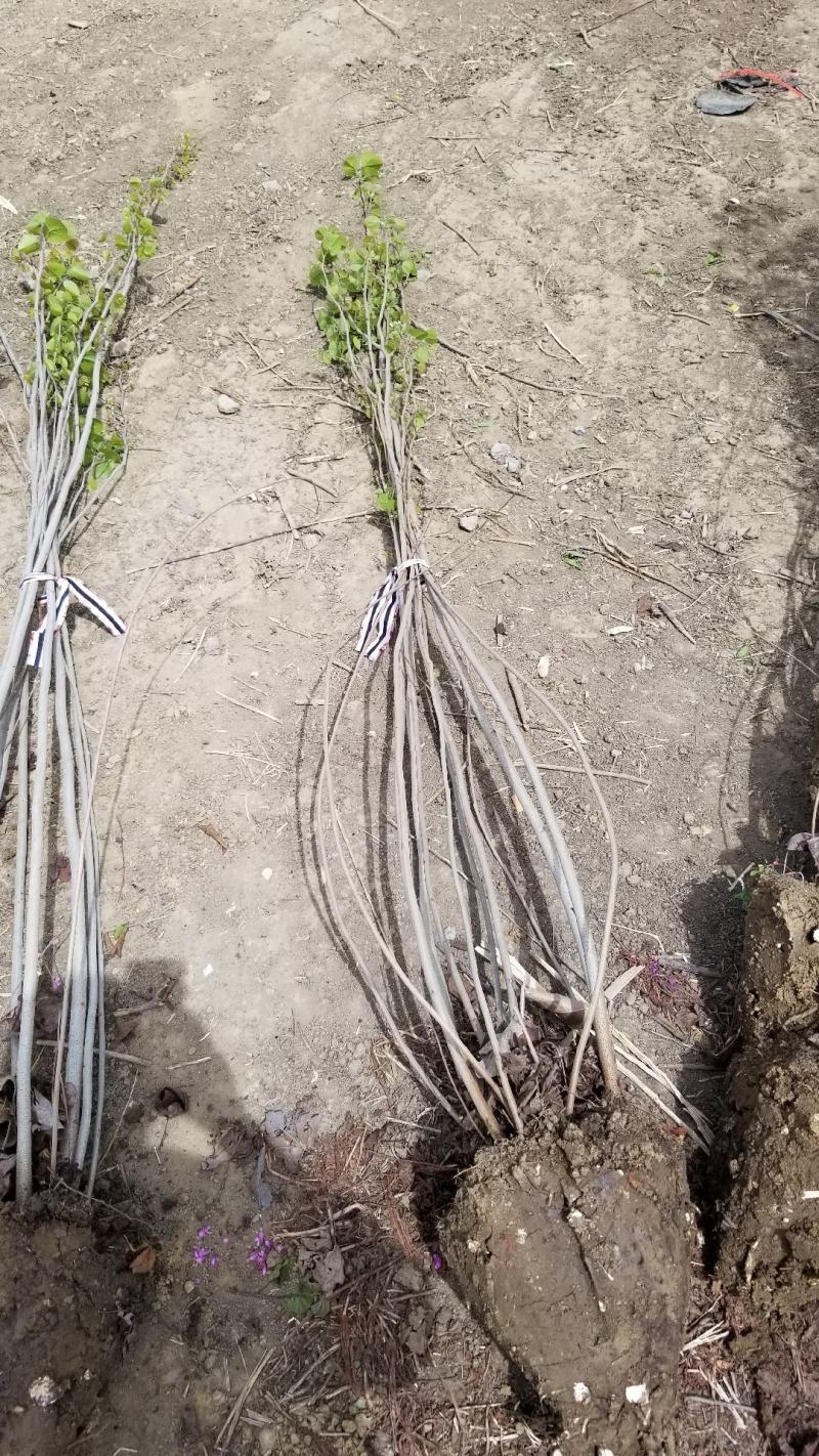丛生紫荆基地，丛生紫荆直销，高度2米6分支紫荆直销
