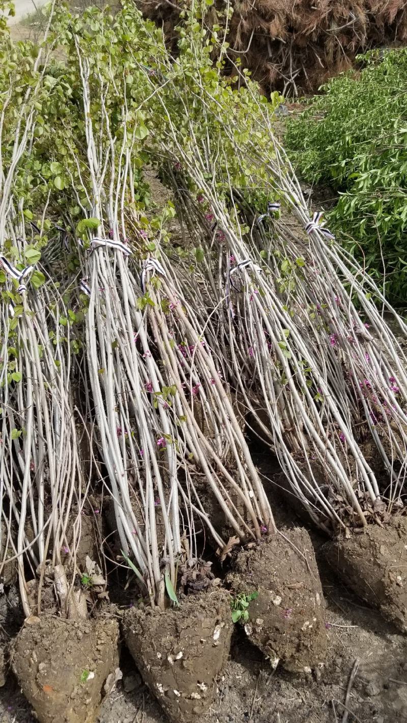 丛生紫荆基地，丛生紫荆直销，高度2米6分支紫荆直销