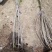 丛生紫荆基地，丛生紫荆直销，高度2米6分支紫荆直销