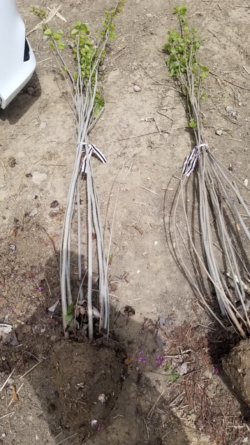 丛生紫荆基地，丛生紫荆直销，高度2米6分支紫荆直销