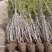 丛生紫荆基地，丛生紫荆直销，高度2米6分支紫荆直销