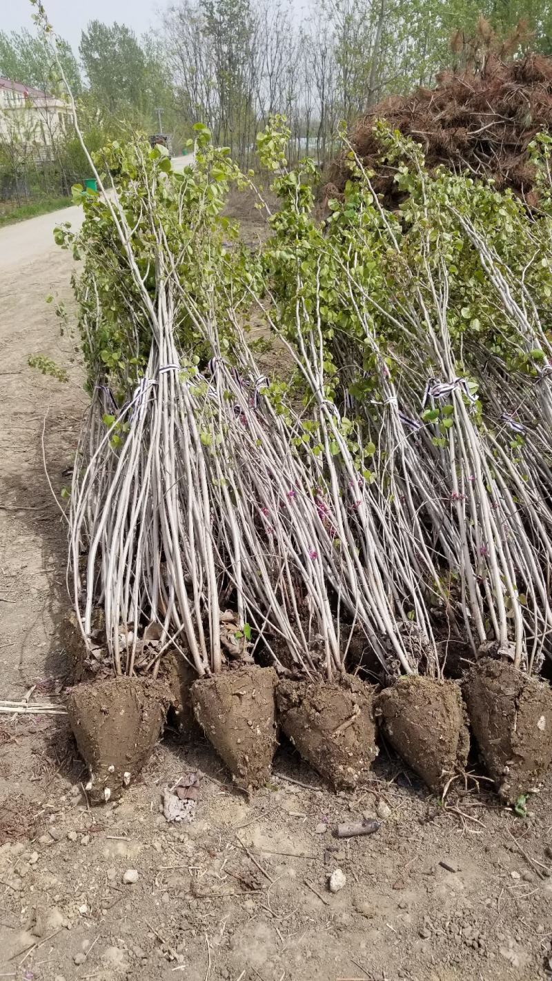丛生紫荆基地，丛生紫荆直销，高度2米6分支紫荆直销