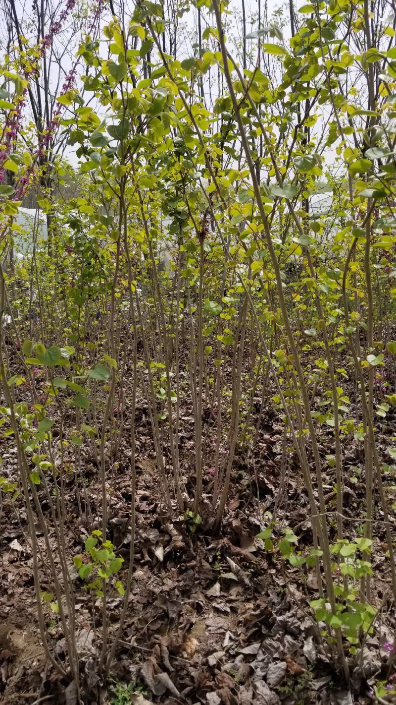丛生紫荆基地，丛生紫荆直销，高度2米6分支紫荆直销