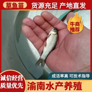 广草鱼苗，抗疫强，成活率高，欢迎订购