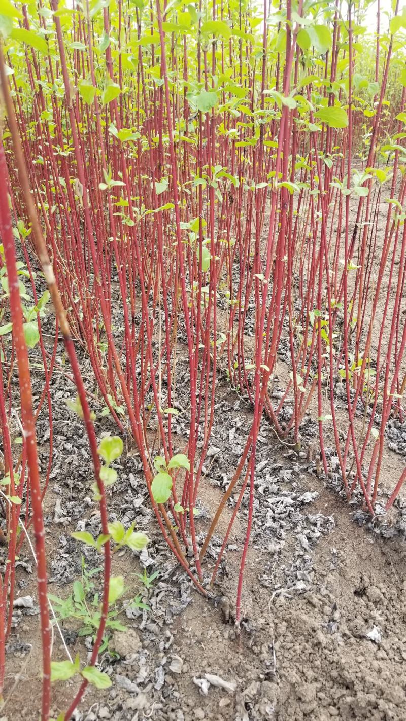 精品红瑞木，高度80红瑞木直销。红瑞木10万株等待出售，