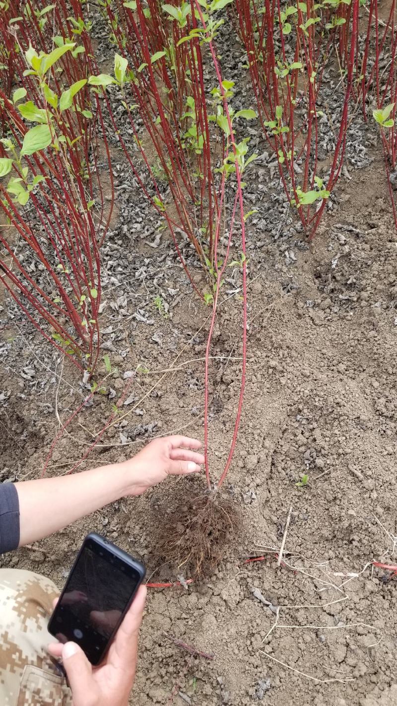 精品红瑞木，高度80红瑞木直销。红瑞木10万株等待出售，