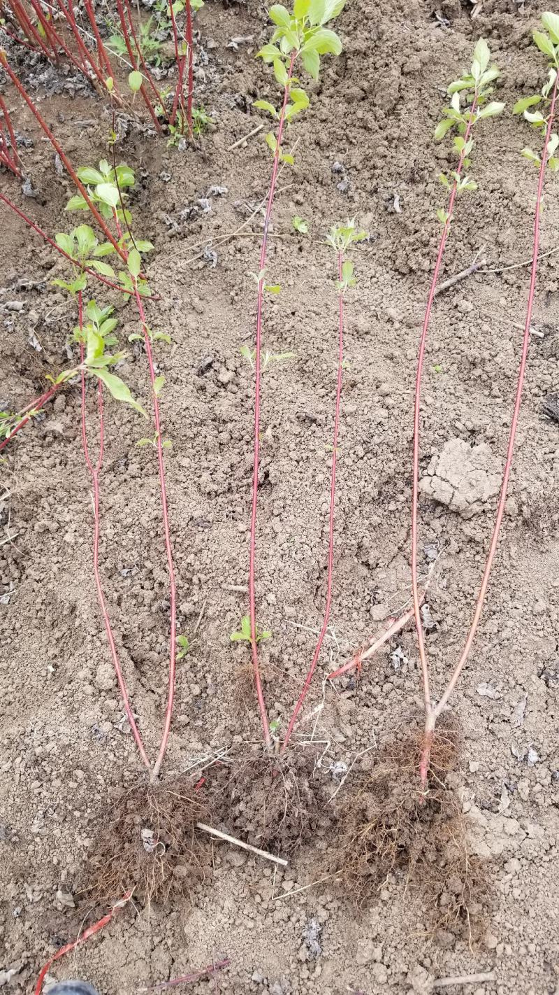 精品红瑞木，高度80红瑞木直销。红瑞木10万株等待出售，