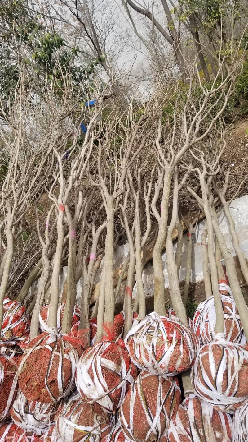 紫藤，紫藤花直销。3到12公分紫藤，多花紫藤，紫藤