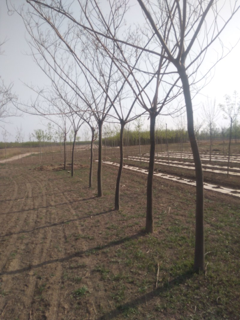 5公分合欢，6公分合欢大量供应，地头装车上货快