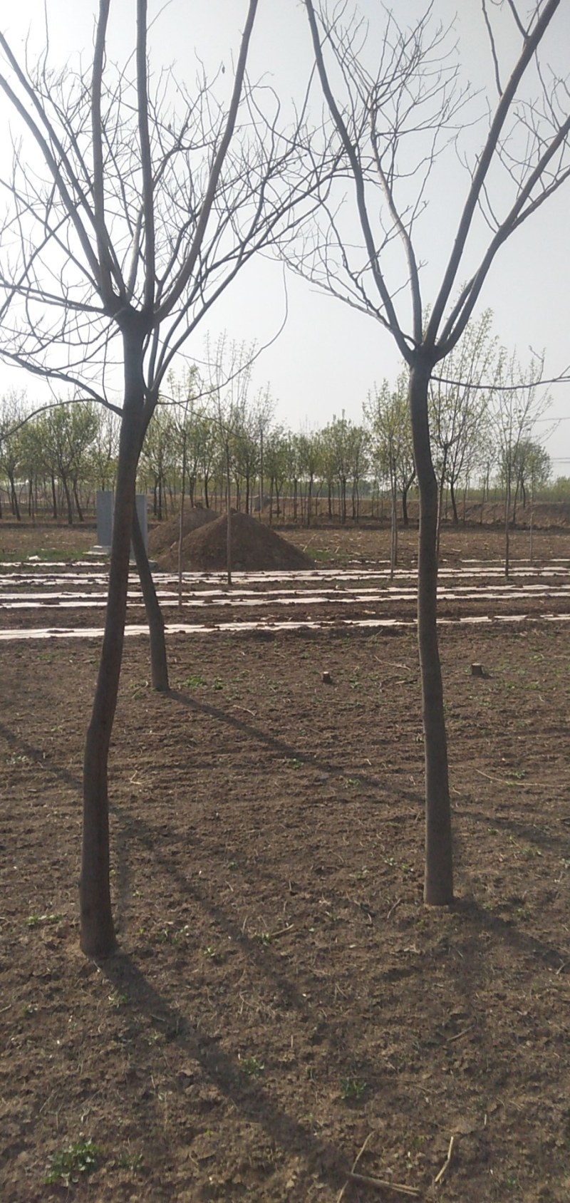 5公分合欢，6公分合欢大量供应，地头装车上货快
