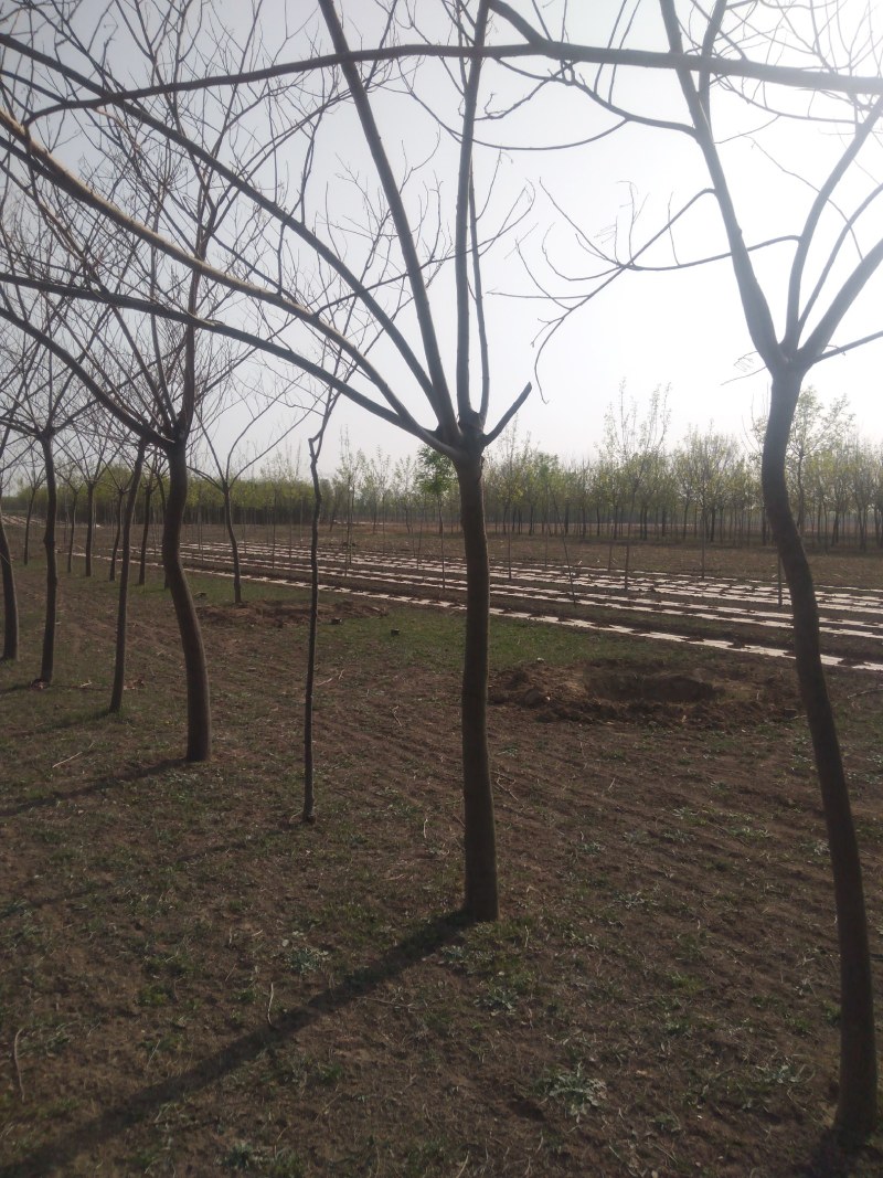 5公分合欢，6公分合欢大量供应，地头装车上货快