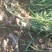 河北保定鸿兴蒜业主要经营：三光蒜…辫子蒜…蒜薹