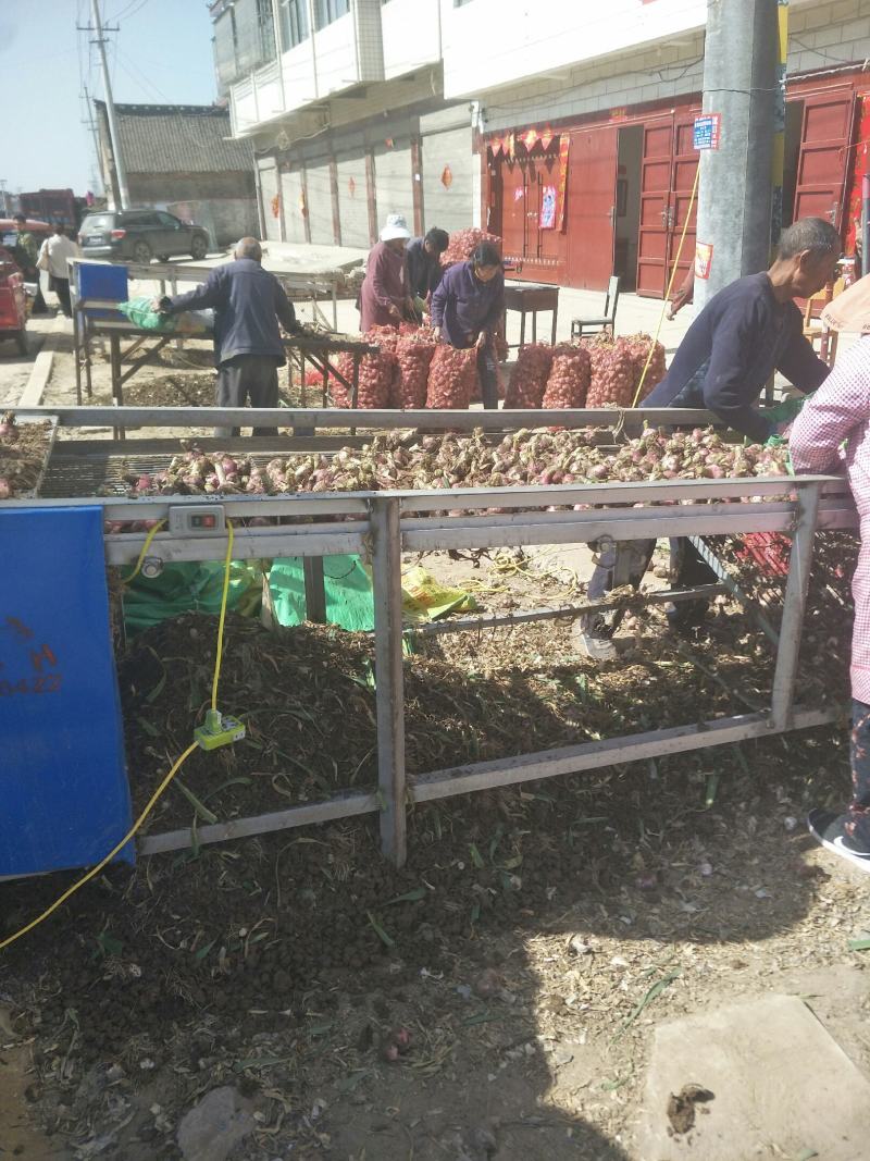 河北保定鸿兴蒜业主要经营：三光蒜…辫子蒜…蒜薹