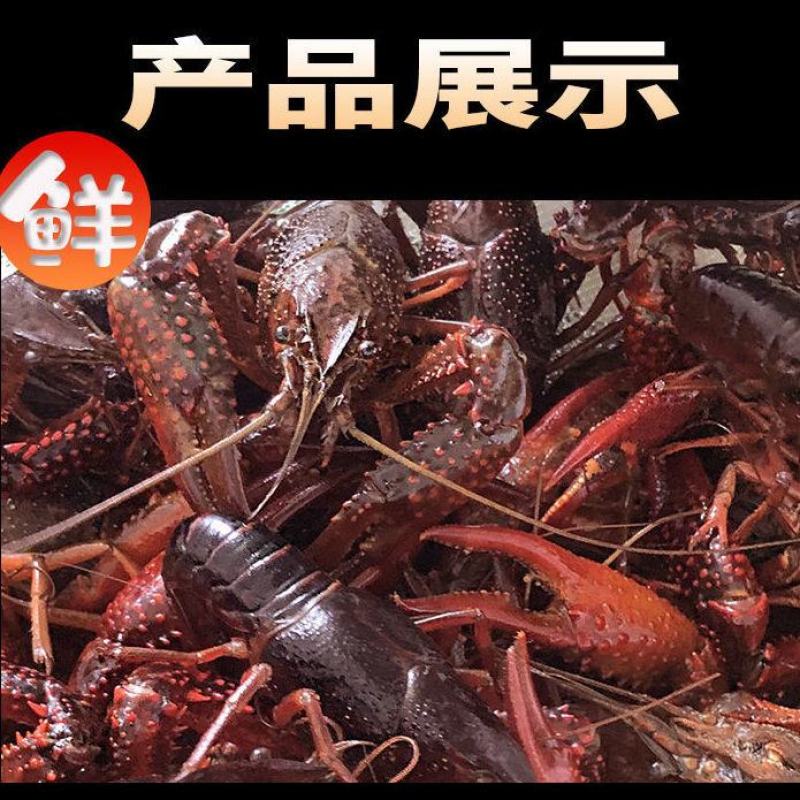 江苏清水鲜活小龙虾活体虾中青中红水产批发虾苗龙虾馆种虾