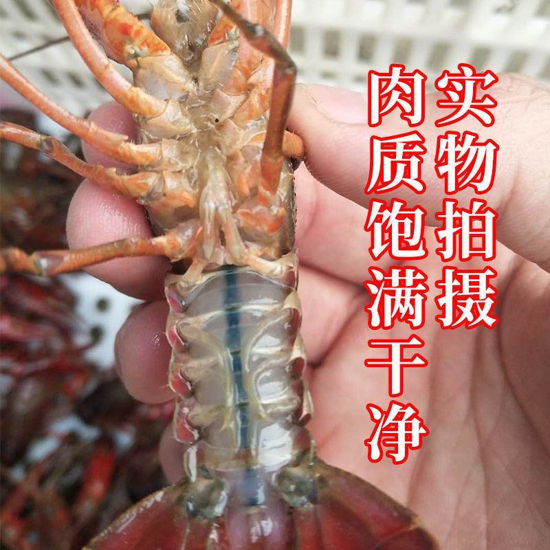 江苏清水鲜活小龙虾活体虾中青中红水产批发虾苗龙虾馆种虾