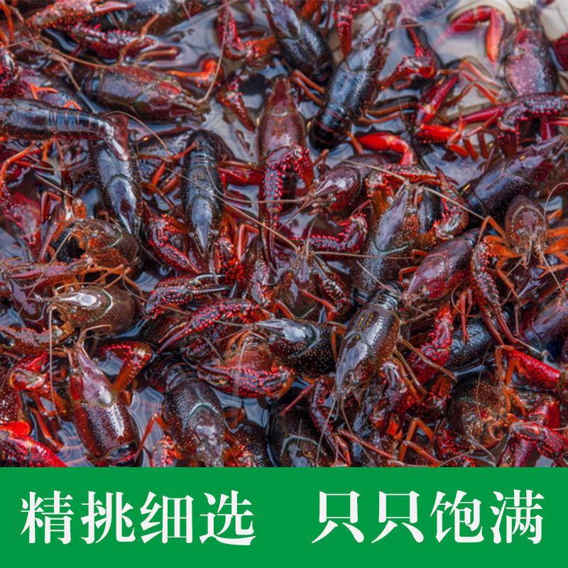 江苏清水鲜活小龙虾活体虾中青中红水产批发虾苗龙虾馆种虾