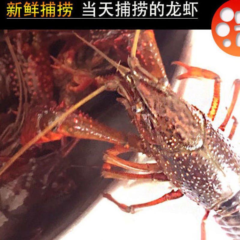 江苏清水鲜活小龙虾活体虾中青中红水产批发虾苗龙虾馆种虾