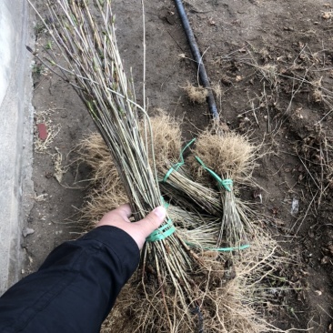 辽宁开原东北连翘小苗杯苗迎春花工程苗繁育基地