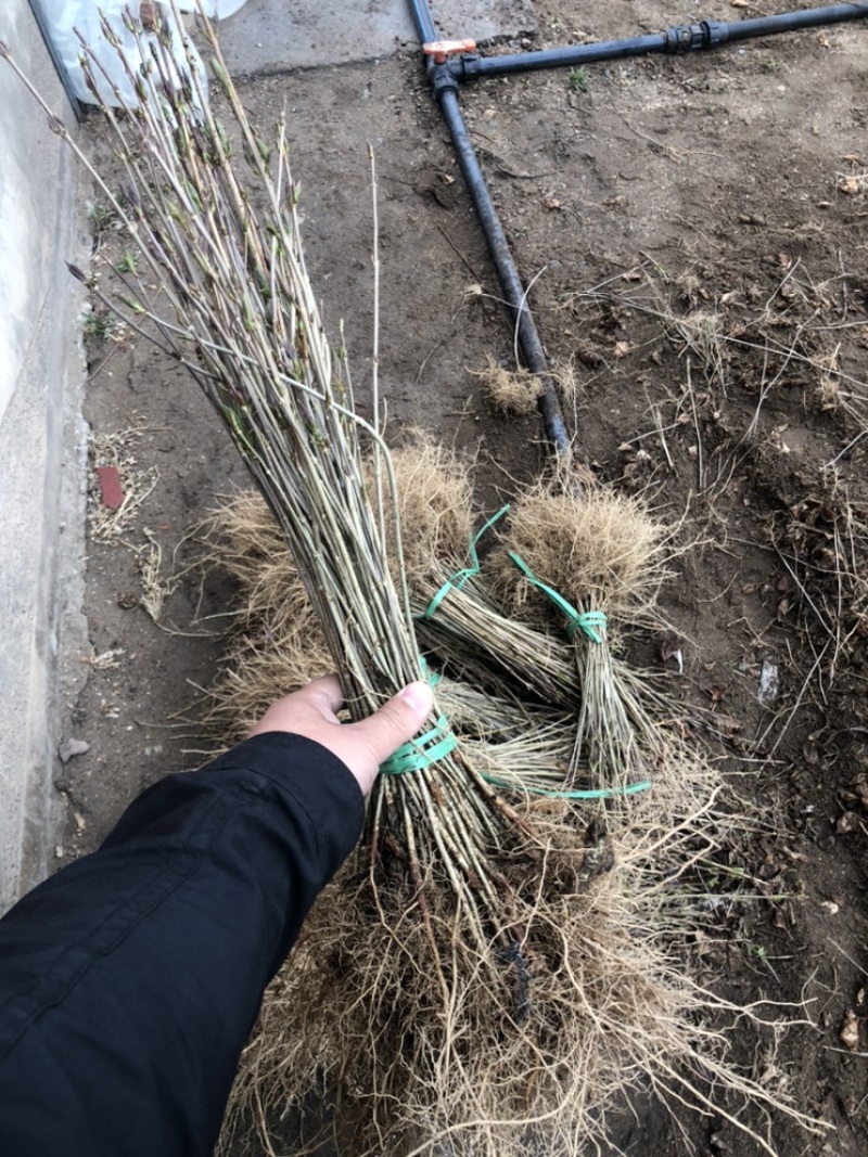 辽宁开原东北连翘小苗杯苗迎春花工程苗繁育基地