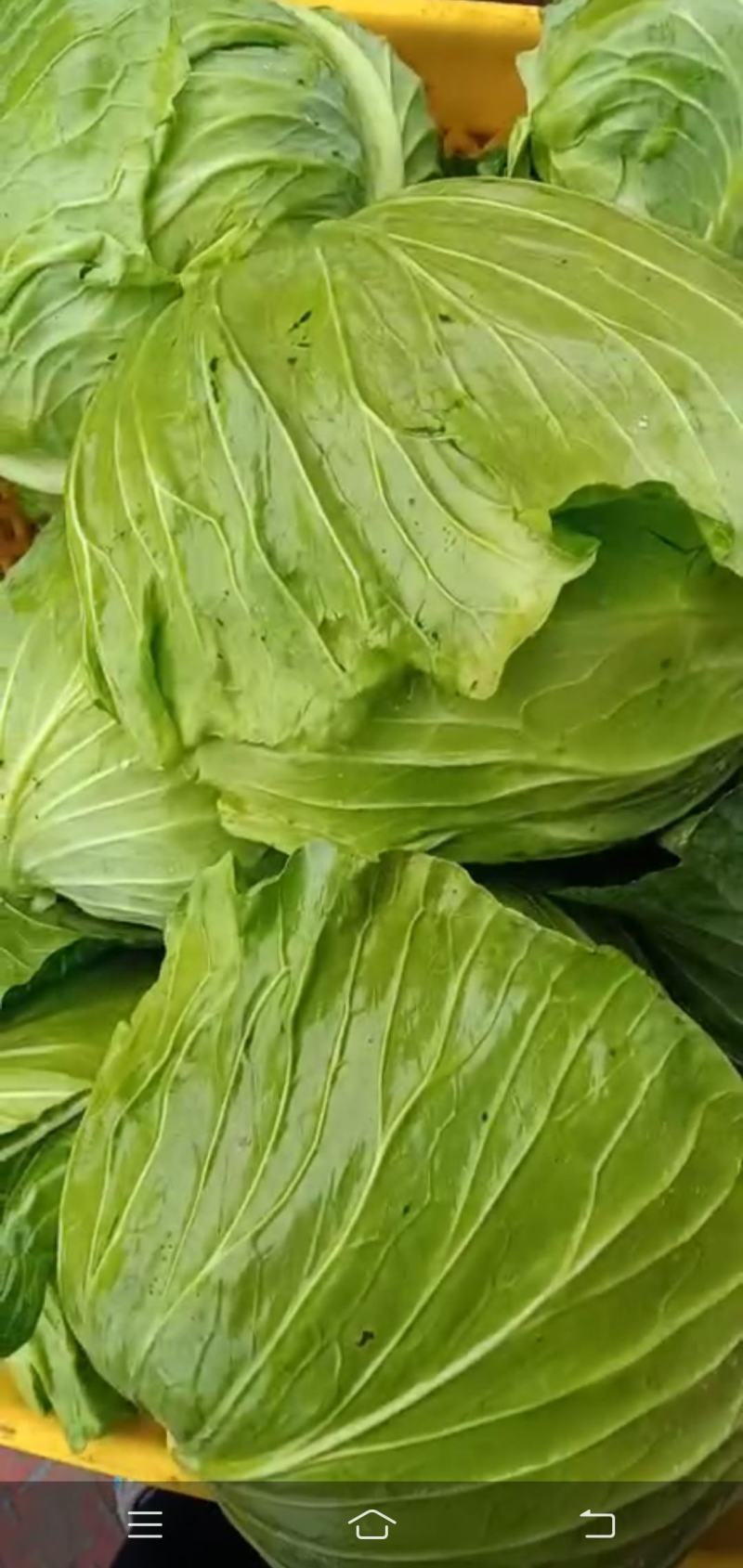 春菜炒包大量有货（颜色绿个头大可持续供货）