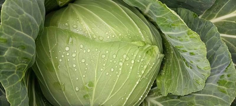 春菜炒包大量有货（颜色绿个头大可持续供货）