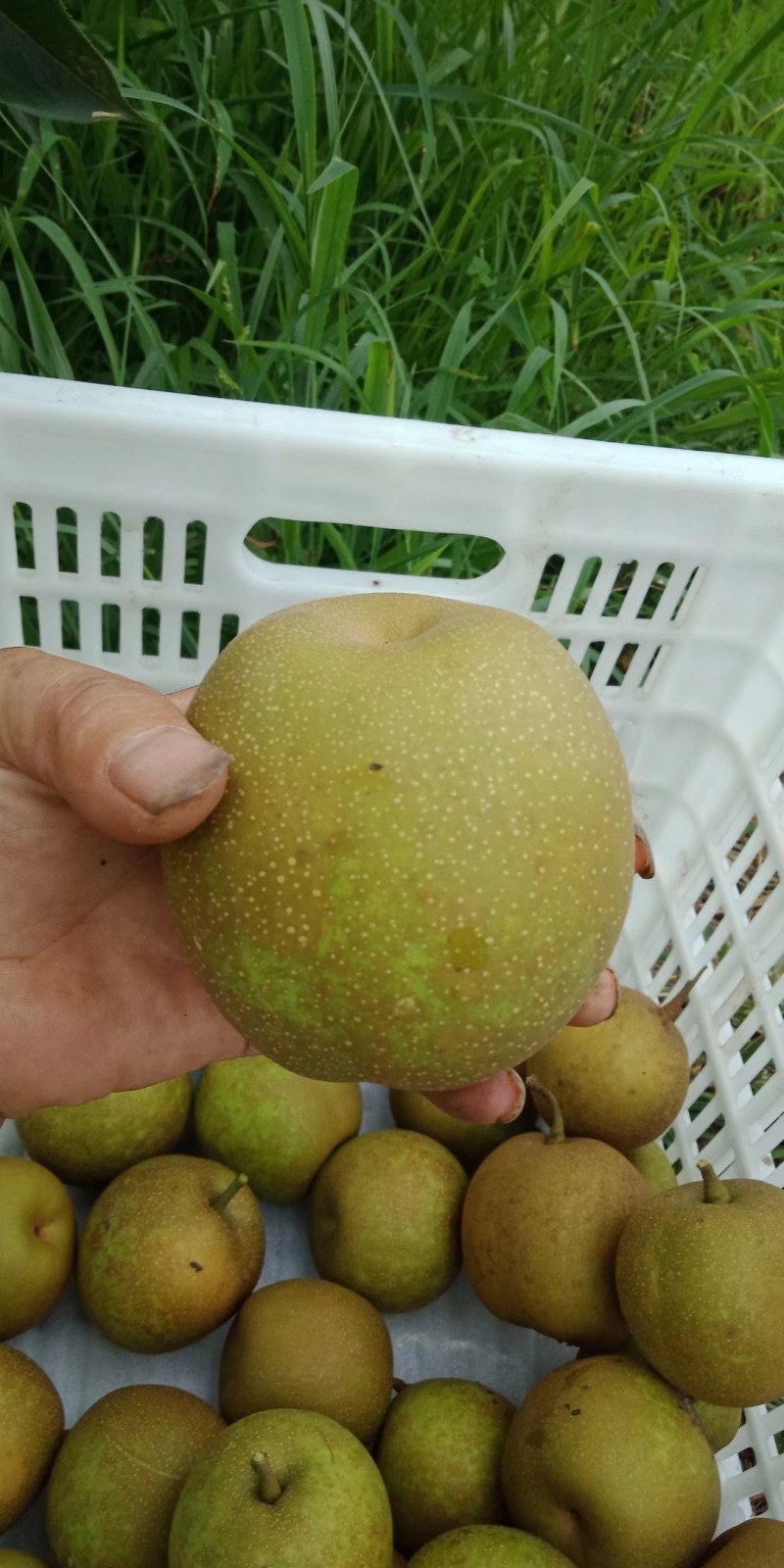 梨，重庆本地翠冠梨，自产自销无中间商，品质保证，.。