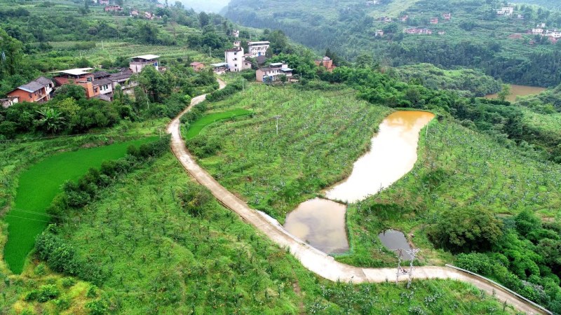 梨，重庆本地翠冠梨，自产自销无中间商，品质保证，.。