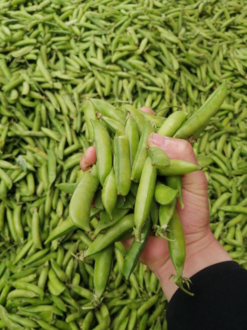 湖北精品豌豆，市场货，电商，加工厂