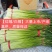 蒜薹红帽蒜臺红帽蒜苔可加工精品小把提供冷库