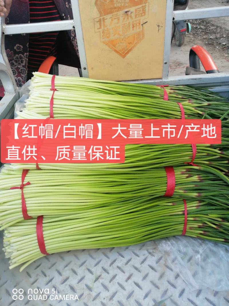 蒜薹红帽蒜臺红帽蒜苔可加工精品小把提供冷库