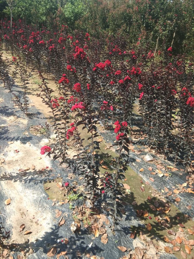 出售丛生独杆红火球，红火箭，天鹅绒红花紫薇种植销售