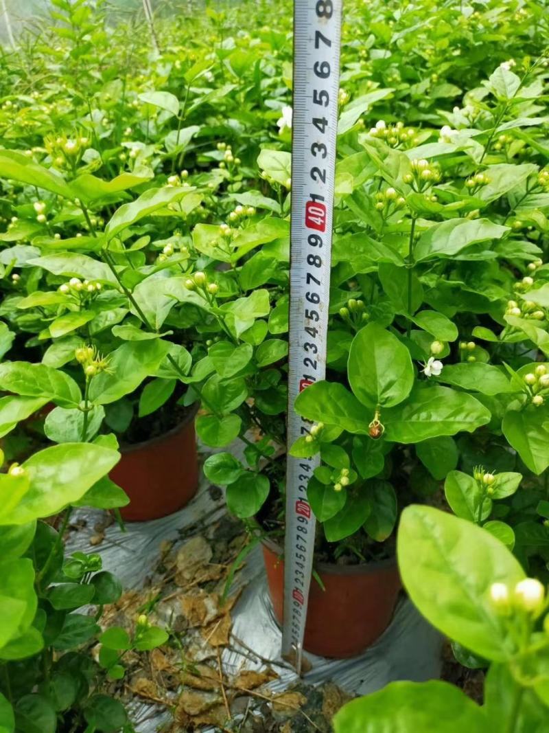 茉莉花双色杯老盆