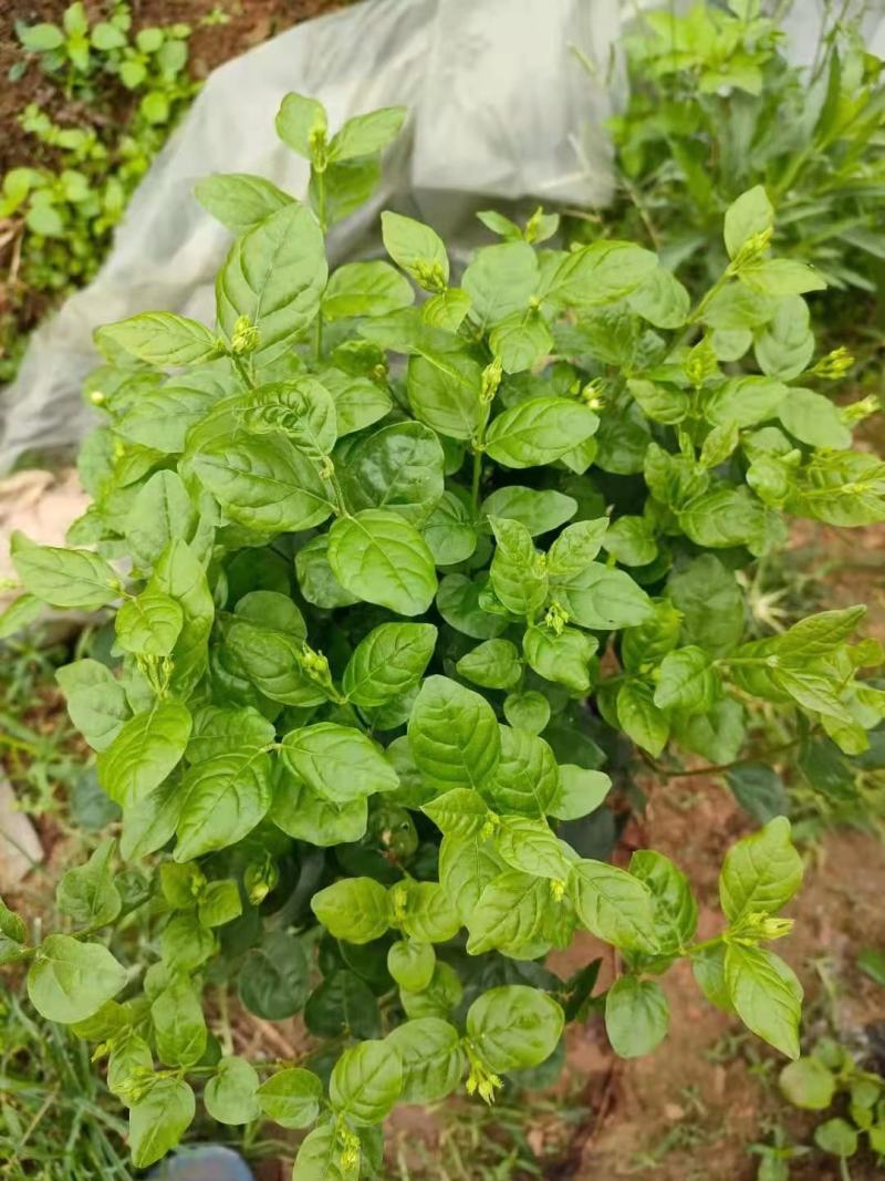茉莉花双色杯老盆