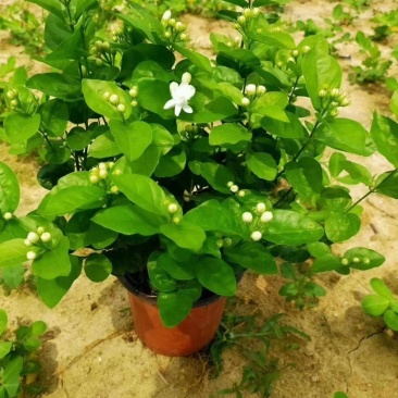 茉莉花双色杯老盆