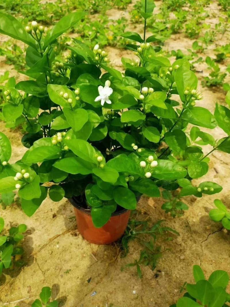 茉莉花双色杯老盆