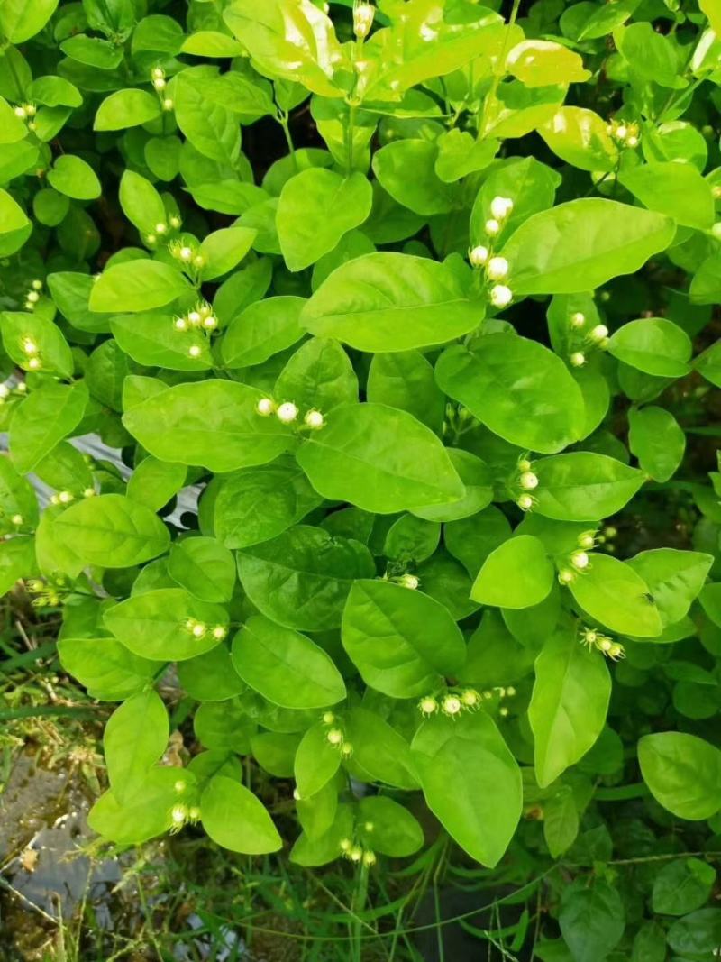 茉莉花双色杯老盆