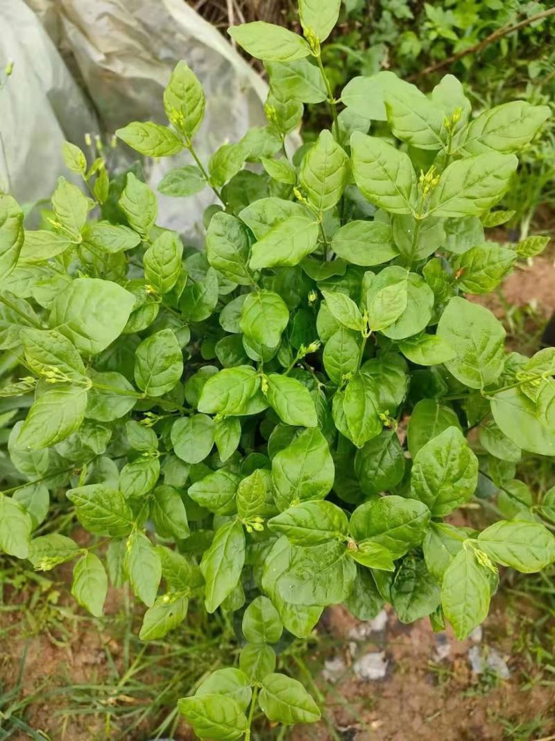 茉莉花双色杯老盆