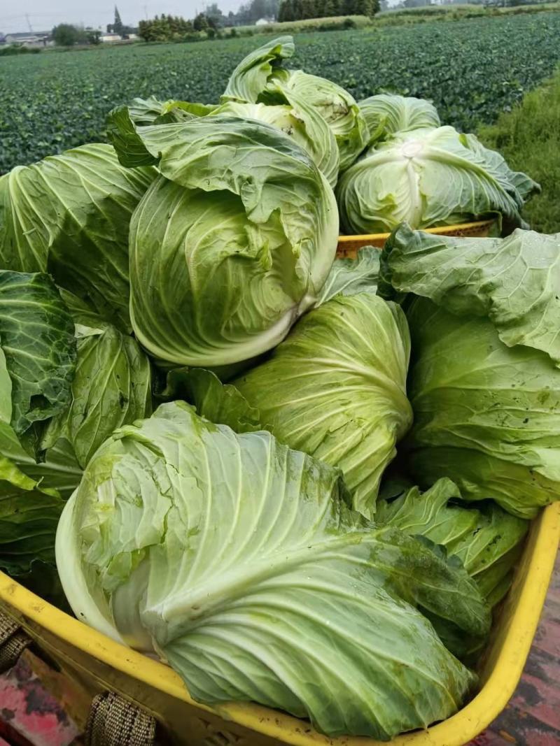 春菜炒包大量有货（颜色绿个头大可持续供货）