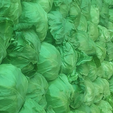 大量基地甘蓝量大货优欢迎选购