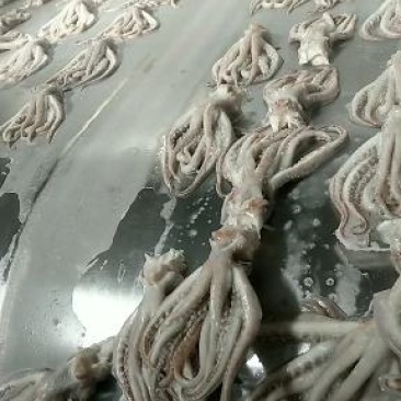 工厂直销，量大从优，欢迎询价，可贴牌，可定制