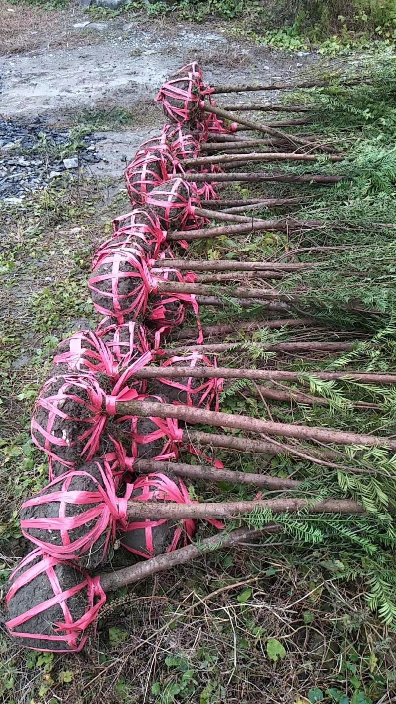 南方红豆杉5公分优质田栽苗，产地直发，大量出售