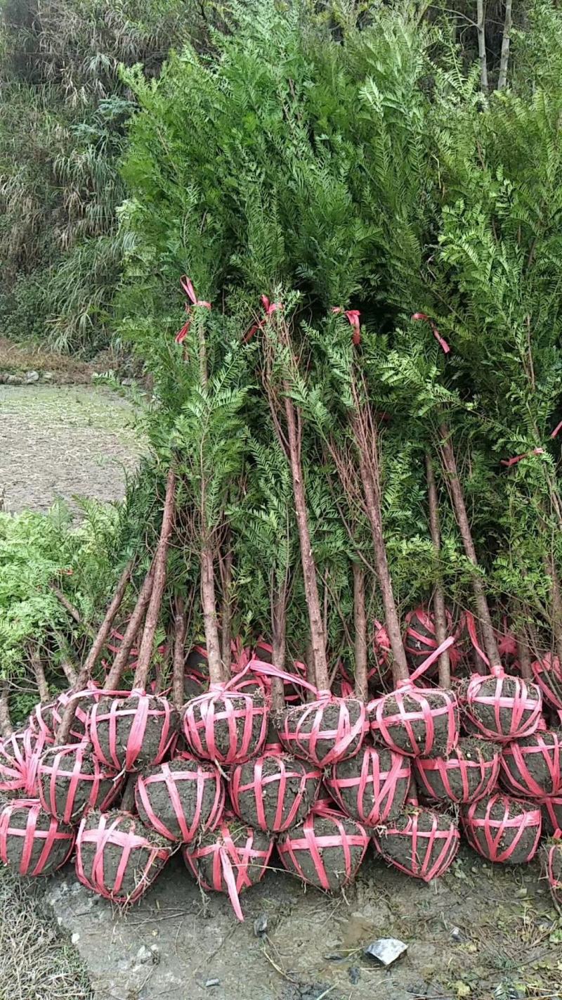 南方红豆杉5公分优质田栽苗，产地直发，大量出售