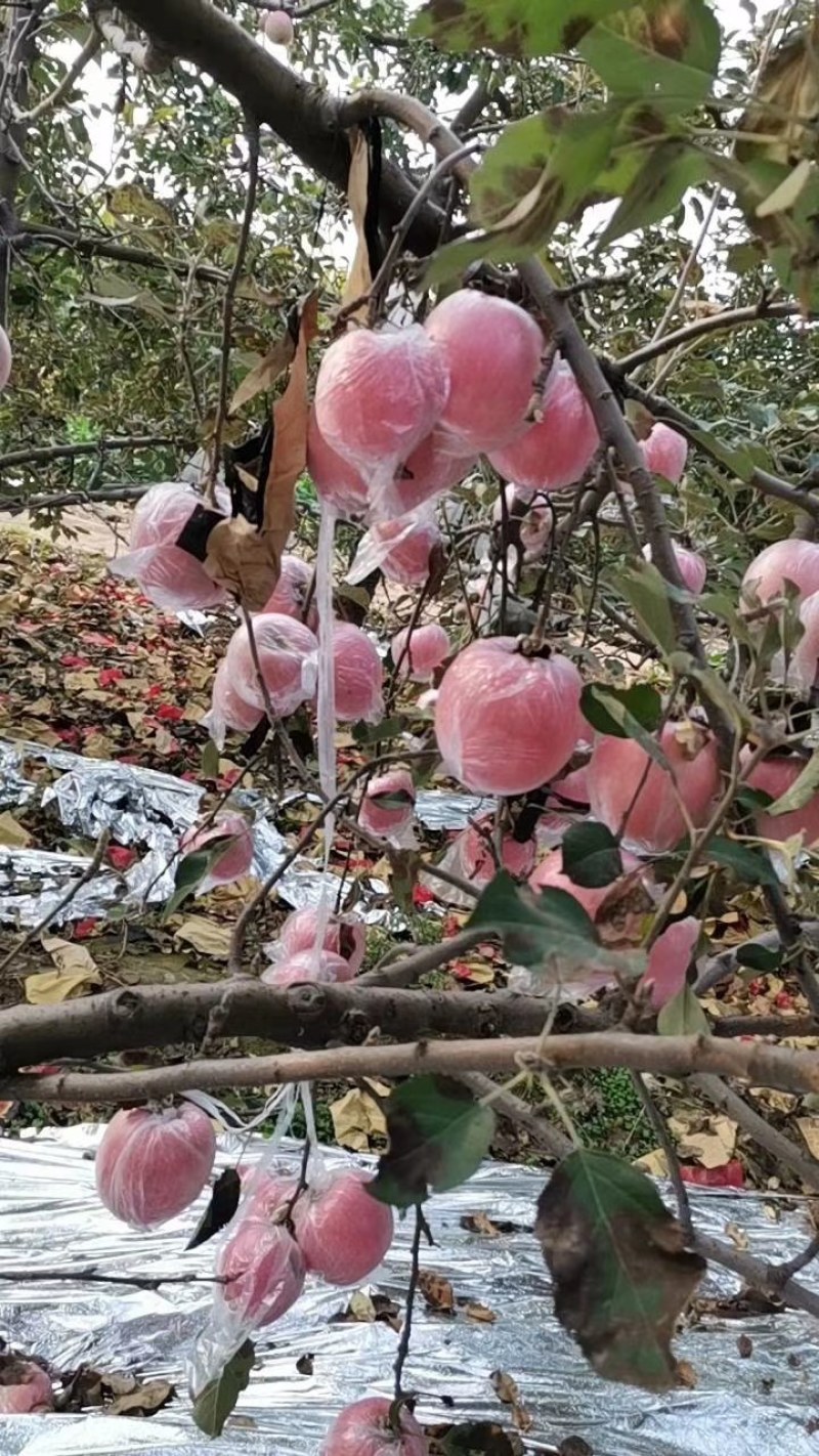 青青果业诚信代办，为客户服务，找车，上车一条龙服务