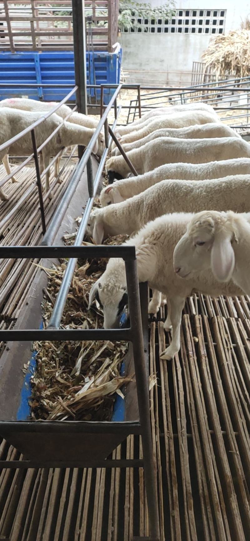 南方养小尾寒羊安心到家使用能力强包交技术全国发货