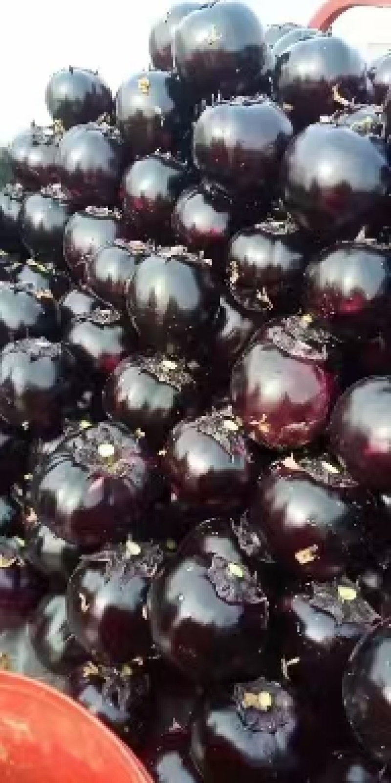 紫光圆茄大量上市中，货源大，，欢迎大家咨询