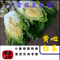 甘肃大白菜，黄心白菜标准456斤净菜！可发全国、诚信第一